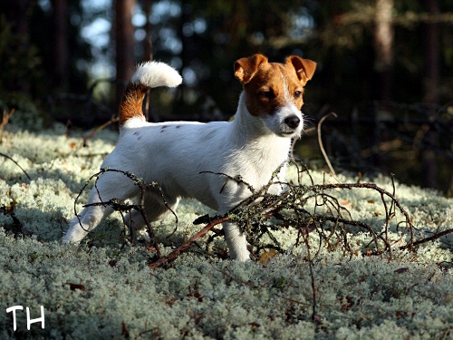081102 Arska3.jpg - Arska sammalilla
